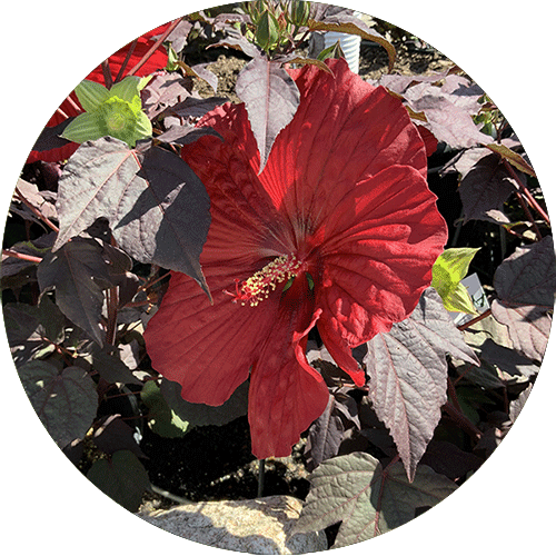 Red bloom of a hardy hibiscus with dark purple leaves.